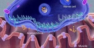 como funciona o botox e a toxina botulinica