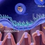 como funciona o botox e a toxina botulinica