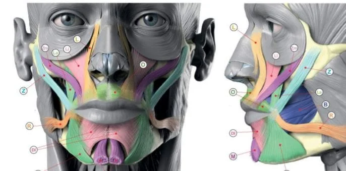 como funciona a harmonizacao facial