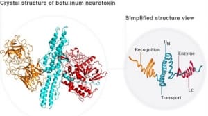 estrutura da toxina botulinica - do botox