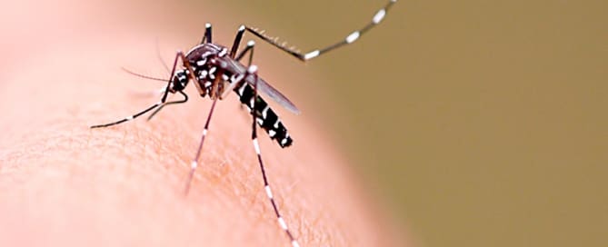 clinicawulcan 28 É no verão que eles fazem mais vítimas