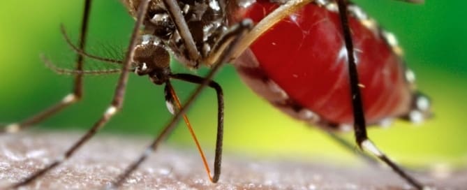 Filtro solar e repelentes no verão