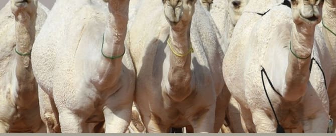 Camelos desclassificados de concurso por uso de botox